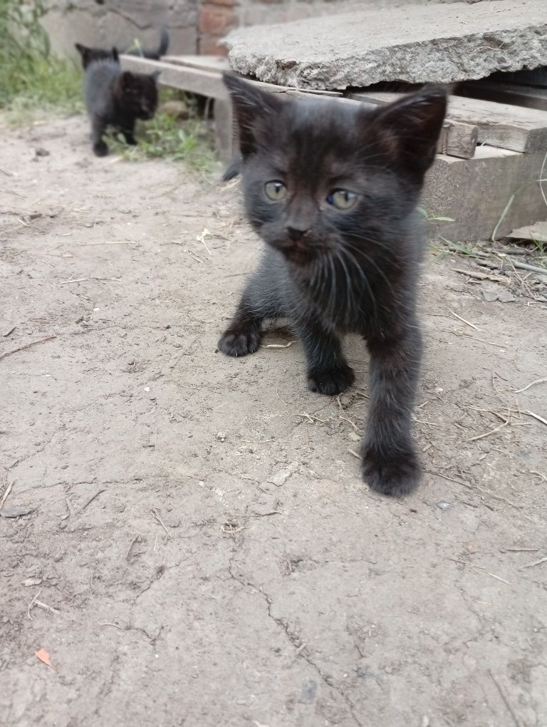 Віддам в добрі руки котиків