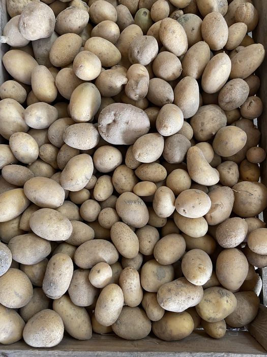 Продам дрібну картоплю