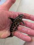 Synodontis multipunctatus. Giętkoząb cętkowany. Sumik