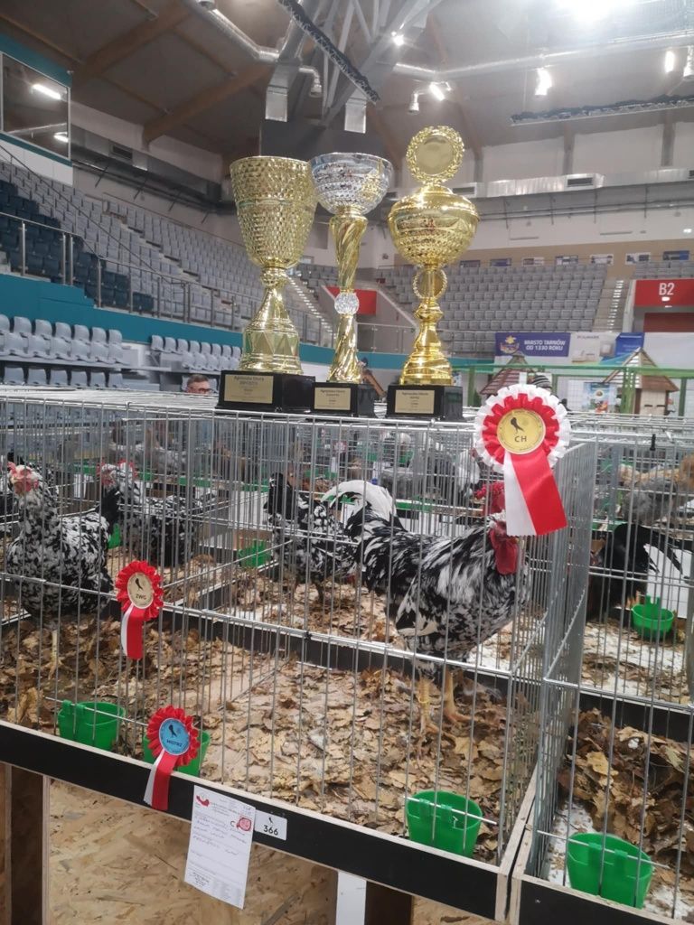 Pisklęta tęczanki, silki, szabo, karzełka kochina z 24 maja i 3 czerwc