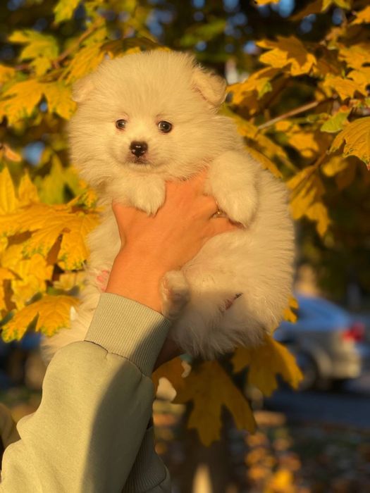 Шпиц хлопчик продажа