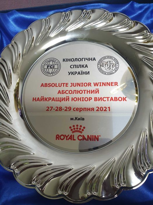 Бишон Фризе. ВЯЗКА.(чемпион 7 стран.шоу класс)