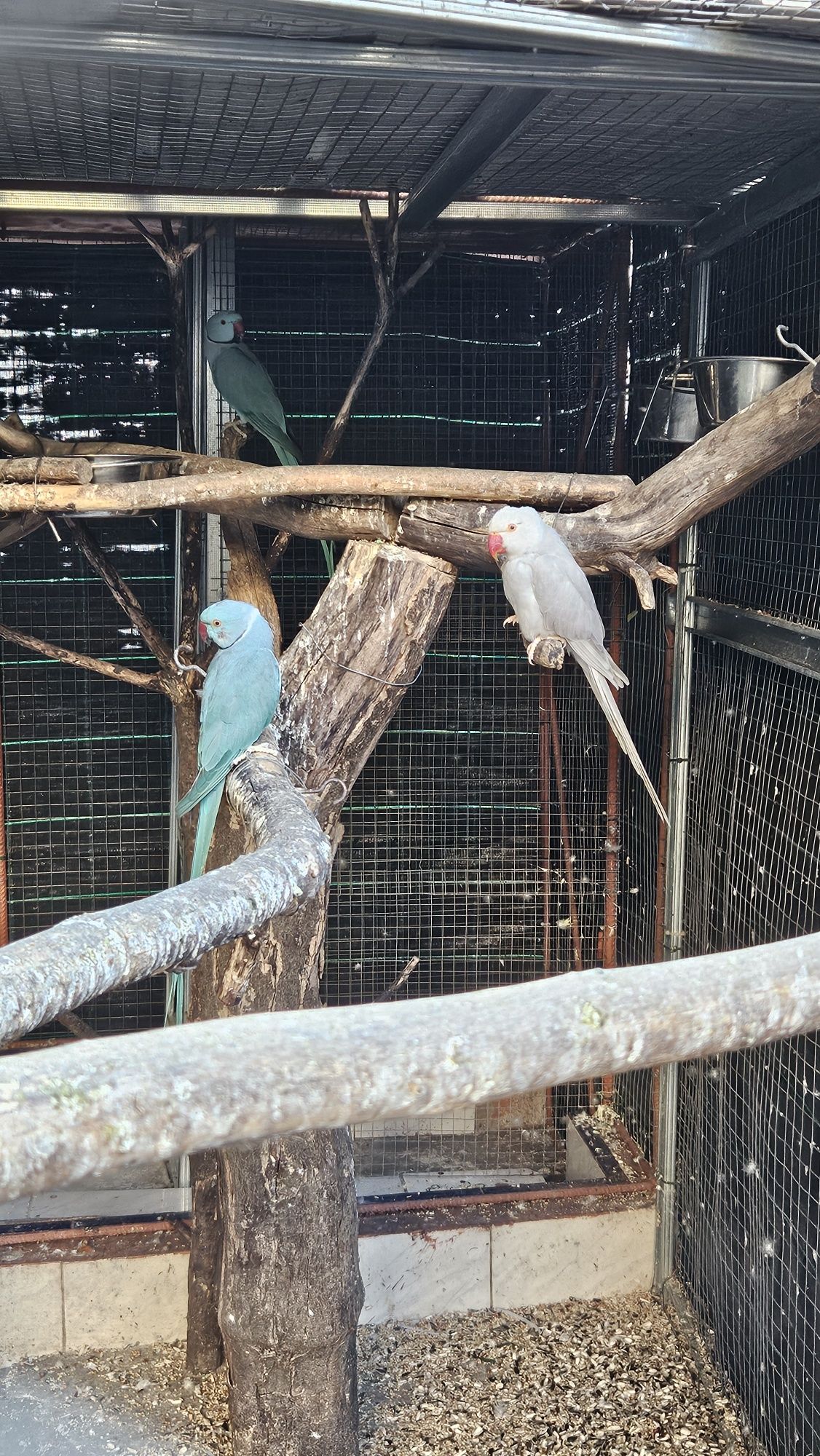 Ring Necks para acabar de criar a mão