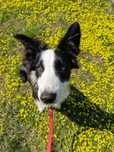 Border Collie ZKwP FCI linia vers - Ostatnie dwa szczeniaczki!