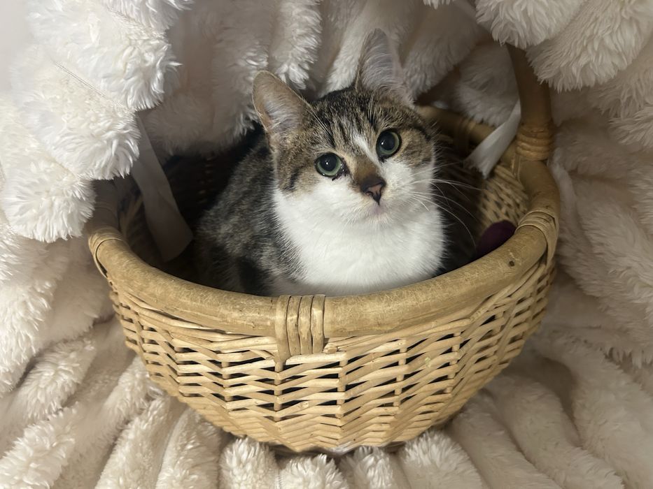 Kocurek 5 mies po kastracji