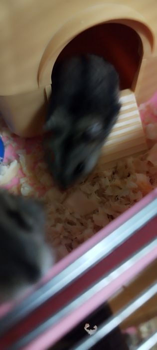 Хом'ячок Джунгарик