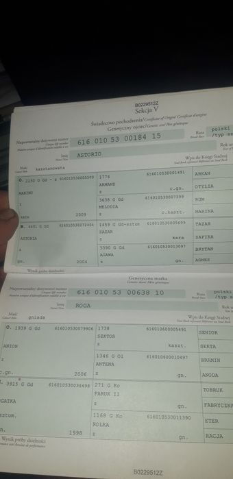 Sprzedam  klacz lub  zamienie