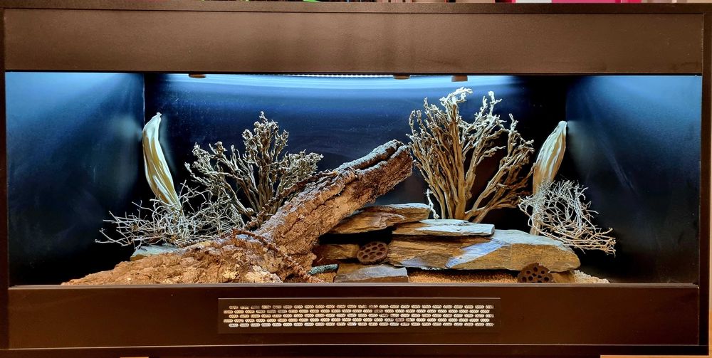 Terrarium 120x60x60 agama brodata gekon jaszczurka