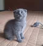 Fêmea  scottish fold