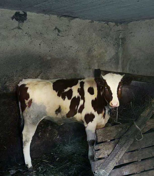 Продаю телицю, 1 рік.