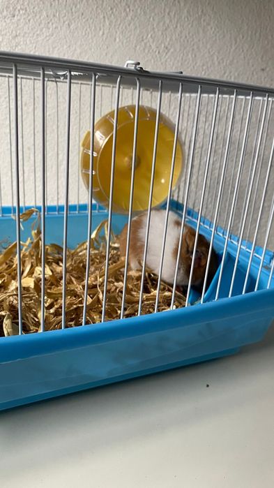 Hamsters com gaiolas completas