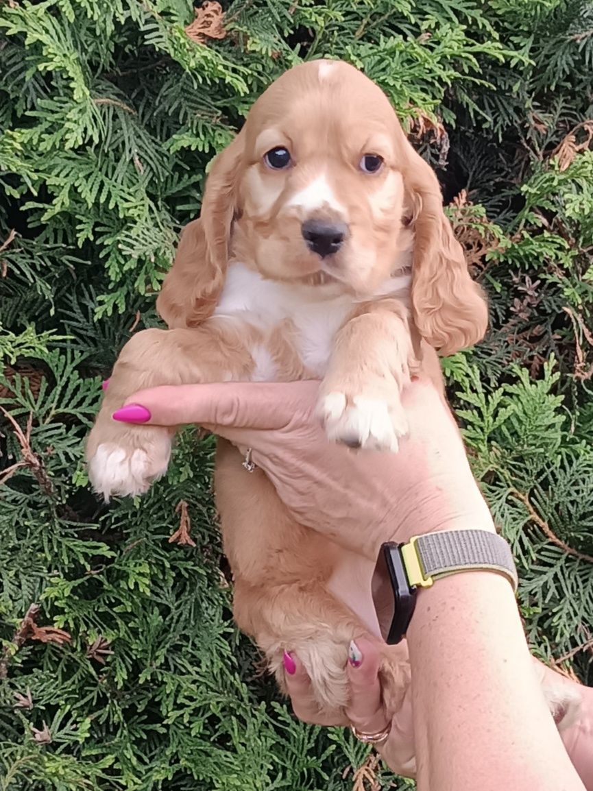 Suczka Cocker spaniel angielski.