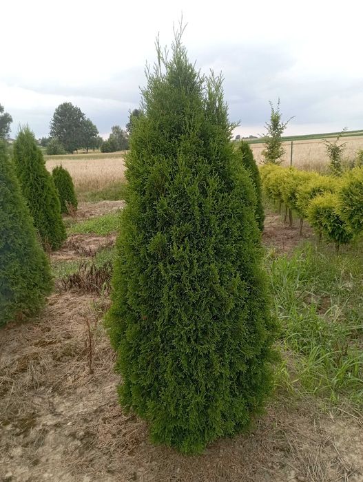 Sprzedam tuje 180 cm brabant szmaragd dowóz