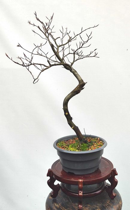 Pre Bonsai buk pospolity