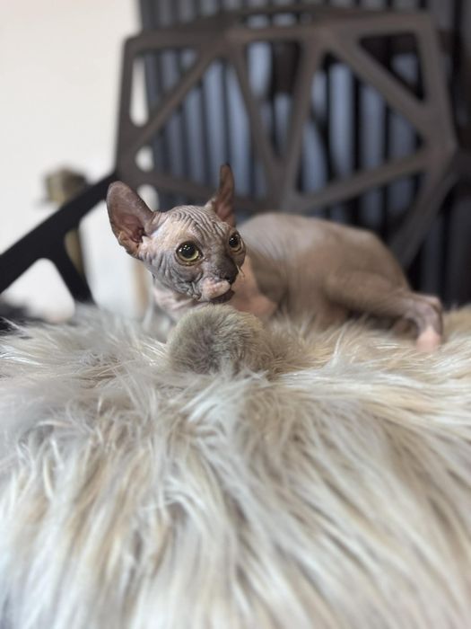 Kocięta Sfinks Kanadyjski. Kocurek. Rodowód