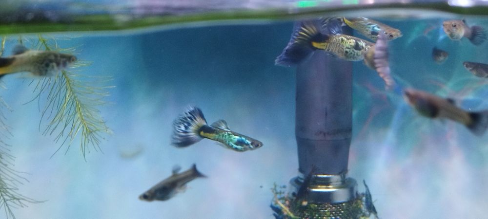 Guppys Galaxy blue