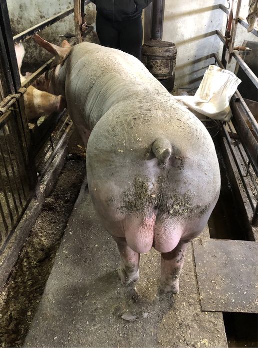 Сім’я високопродуктивних хряків.