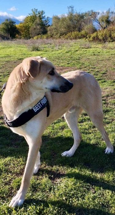 Bendżi piękny biszkoptowy pies do adopcji. Uratowany w Bułgarii