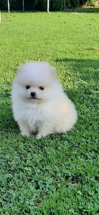 Szpic miniaturowy Pomeranian