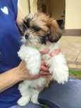 Szczeniak samiec w typie shih tzu