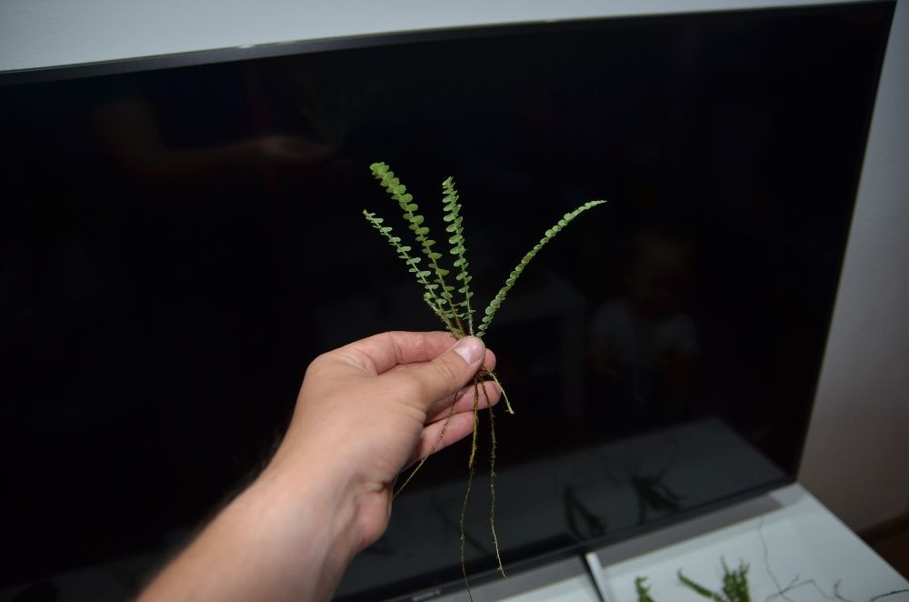 Rośliny do wiwarium terrarium paproć Asplenium spec. Panama