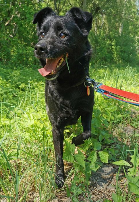 Kaktus - pogodny, przyjazny, uwielbia zabawę - schronisko