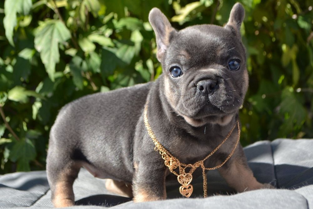 Дівчина французька.кРасуня