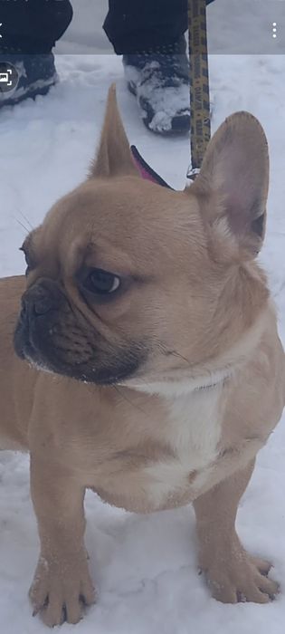 Дівчинка франєчка