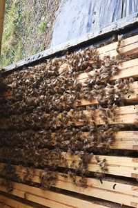 Rezerwacja -Rodziny pszczele
