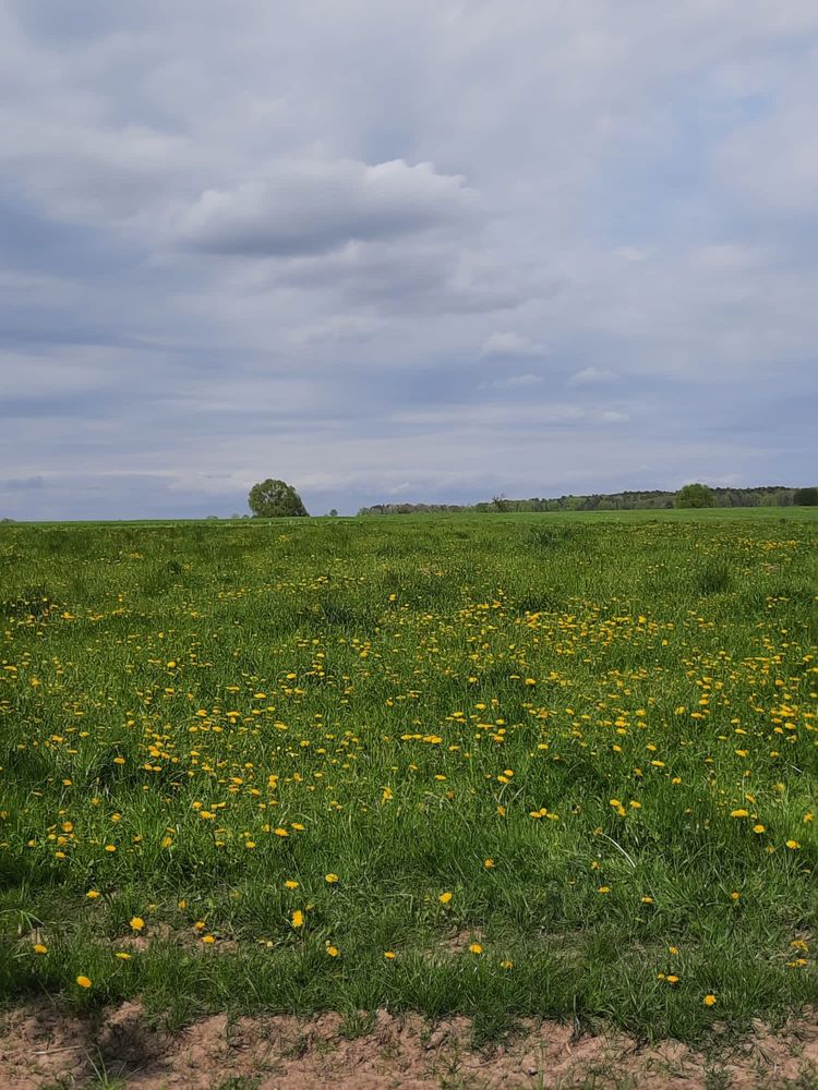 Stary dom na podlaskiej wsi z działką 0,59 hektara