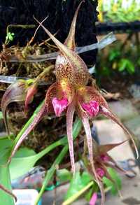 Мініатюрна орхідея bulbophyllum hampeliae