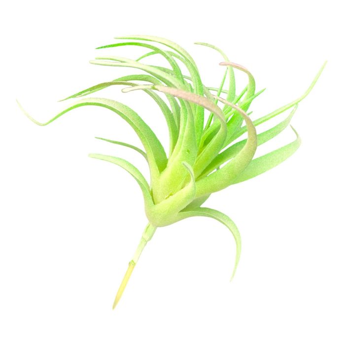 Roślina sztuczna – Tillandsia Brachycaulos Abdida Green – Rozmiar L