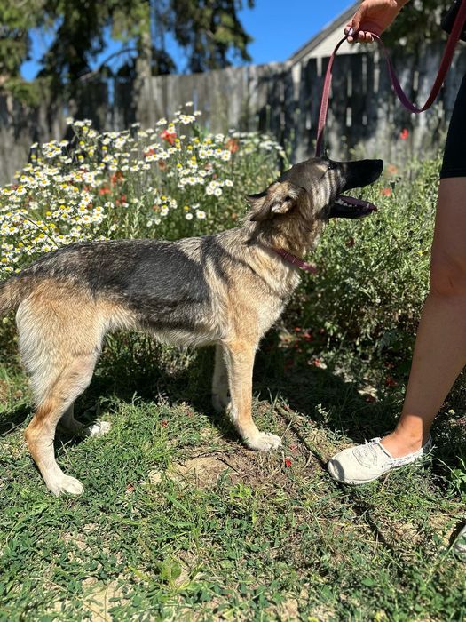 Młoda, towarzyska i oddana suczka poleca się do adopcji