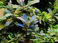 Bucephalandra zestaw 5szt