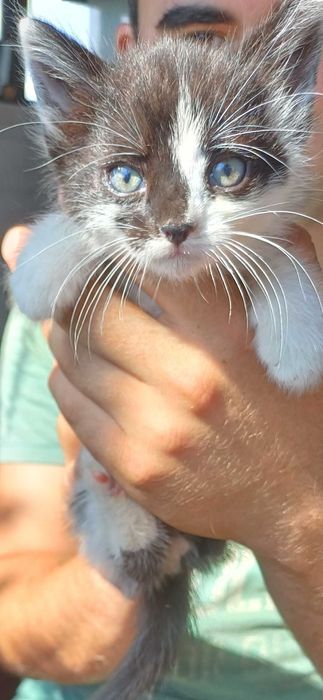 Котята в ответственные, добрые, любящие руки.