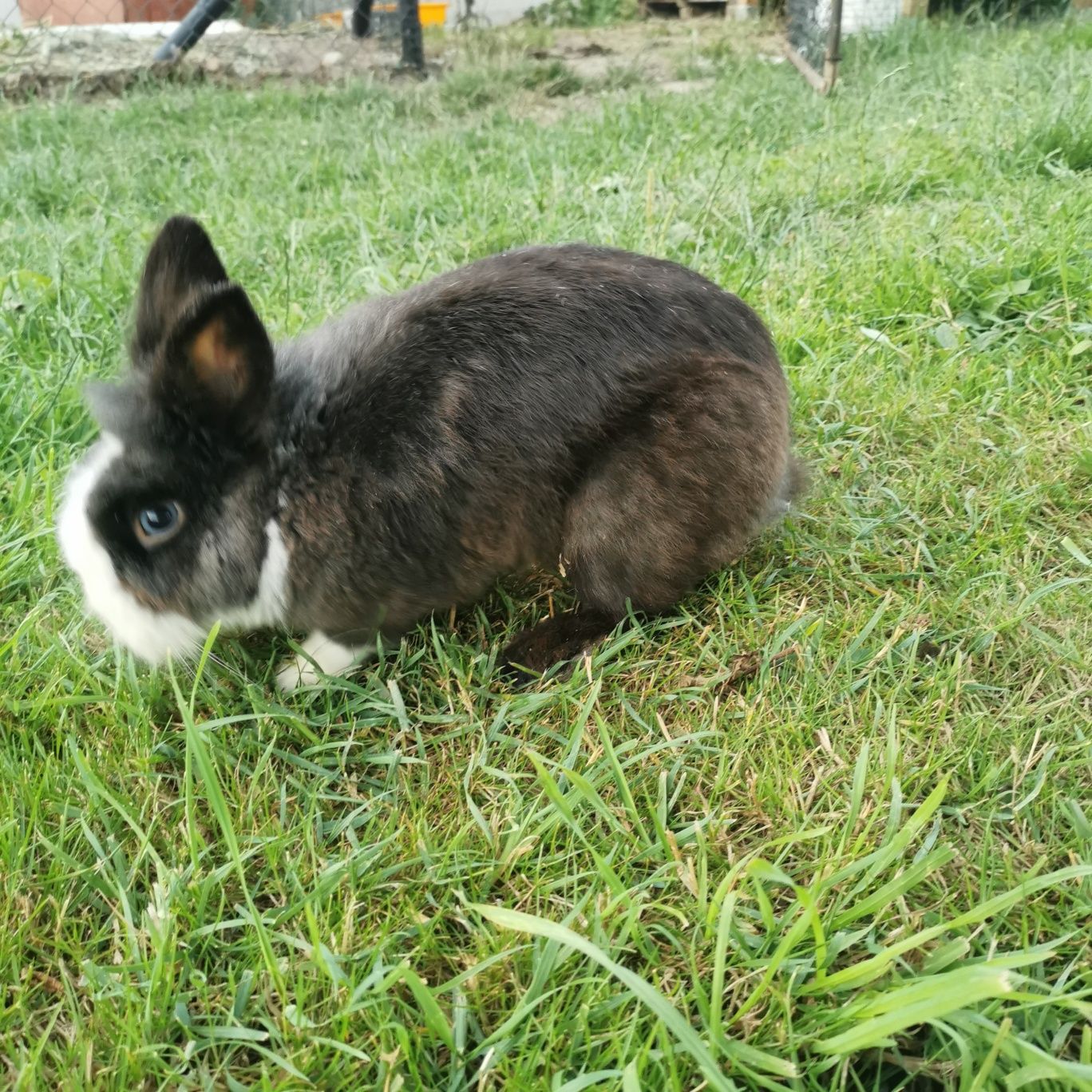 Królik miniaturka