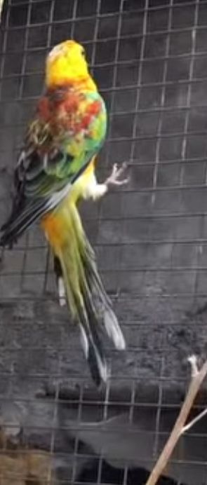 Red rumped macho