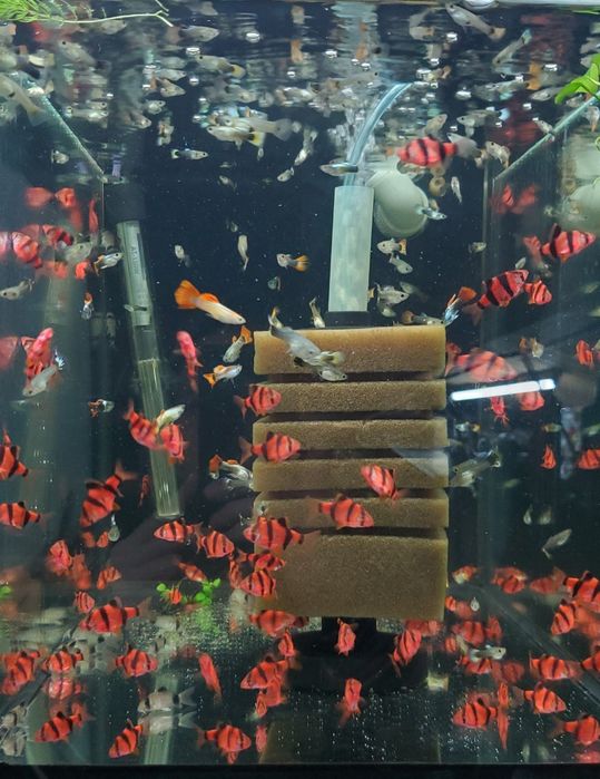 Риба в акваріум Гурамі Барбус Моллінезія Молі Молінезія Молинезия Гу