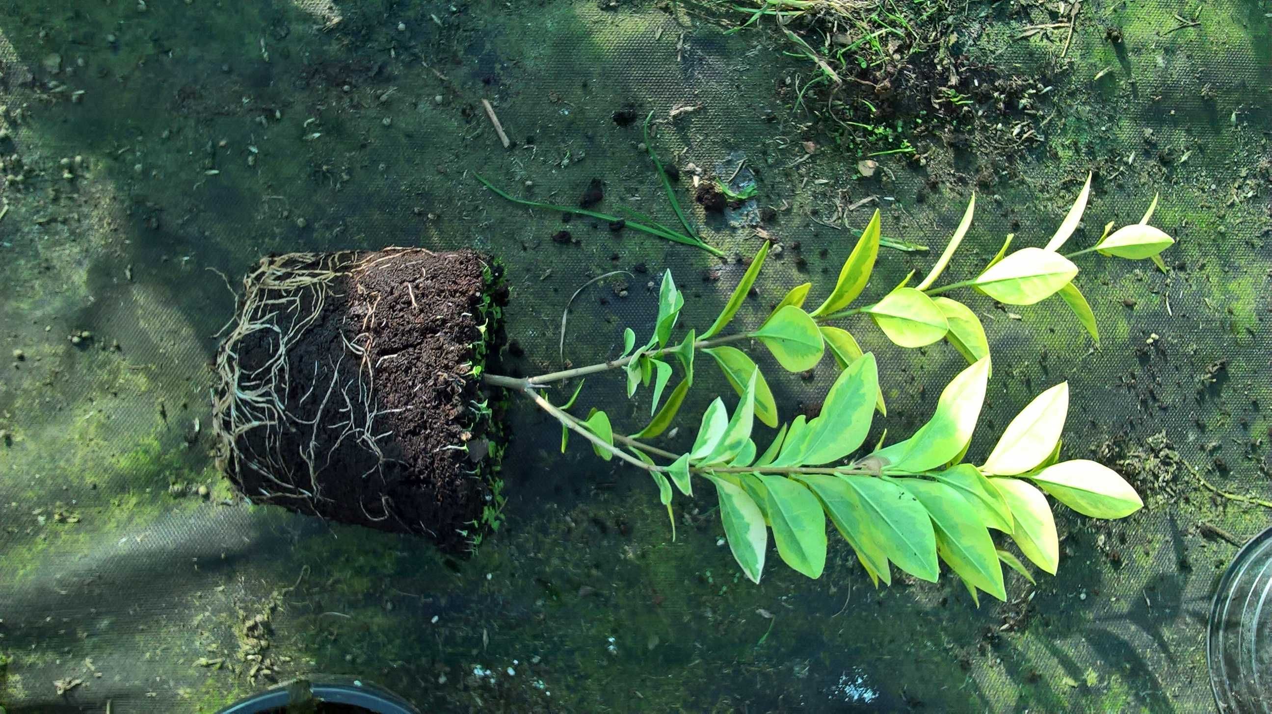 Ligustr Aurea Variegata