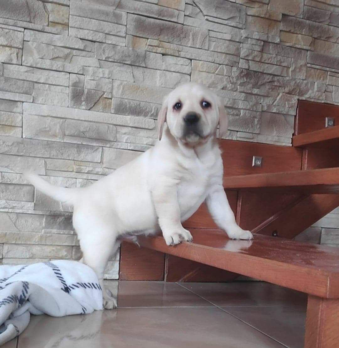 Labrador retriever