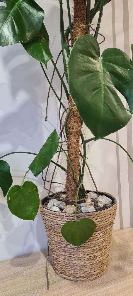 Monstera 155 cm duża z plecioną doniczką