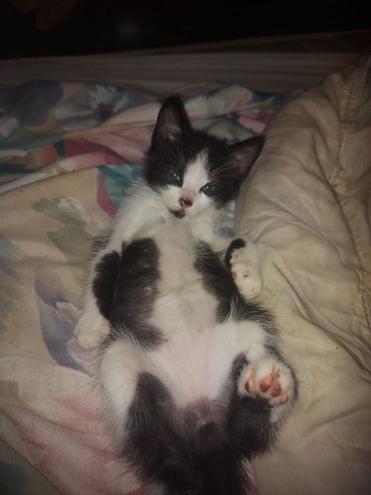 Бестплатно, котики!