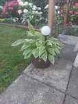 Sprzedam duze Donice z roslinami