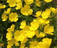 Энотера многолетняя (желтый цветок)