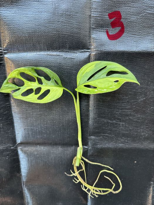 Minstera adansonii aurea dla Nikoli