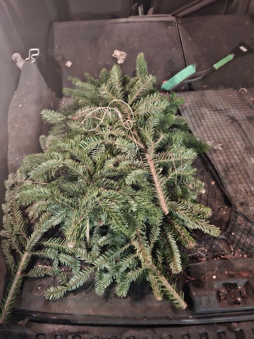 Jodła kaukaska stroisz gałązki stroiki