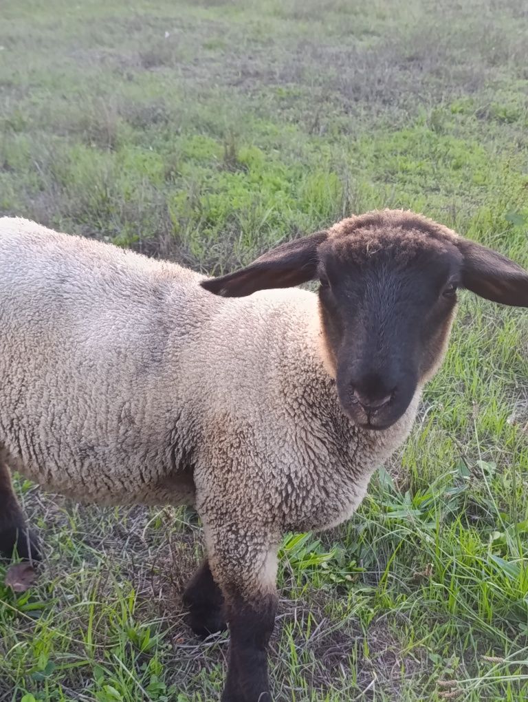 Macho cruzado solfok