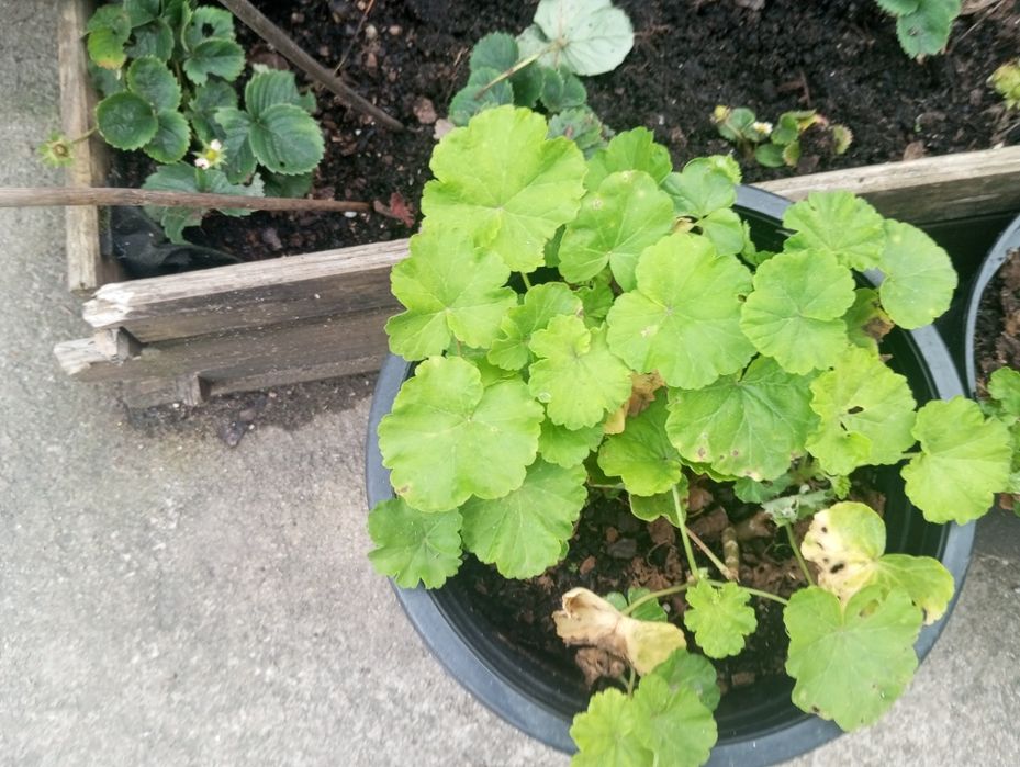 Morangueiros 10 pés Terra morangueiros socolentas Sardinheiras