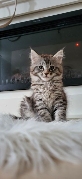 Koteczka Maine Coon