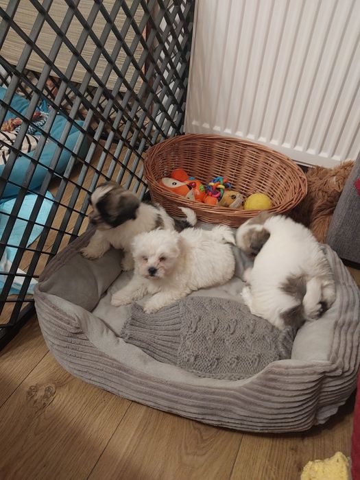 Sliczny szczeniak malshi do rezerwacji